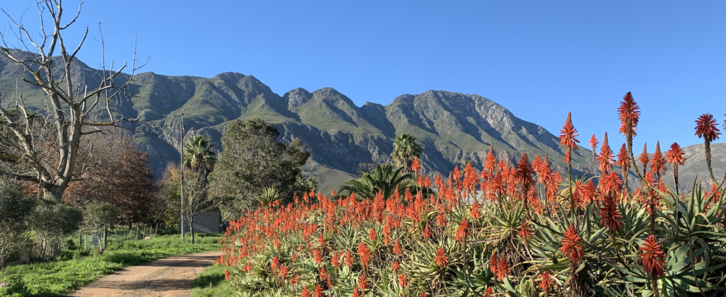 Alloes in full bloom