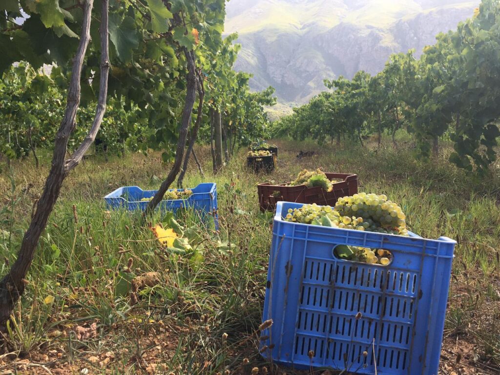 WhatsApp Image 2021-02-19 at 5.23.23 PM (1)